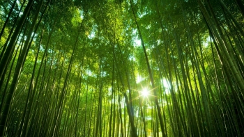 bamboo-forest1920x1080
