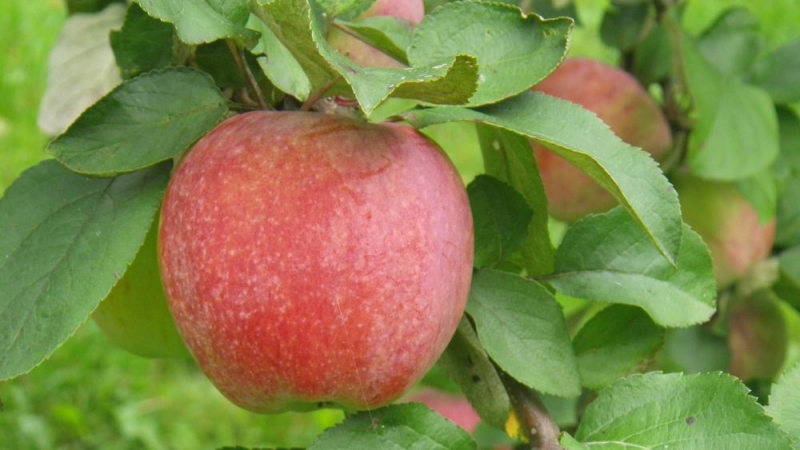 hooldatud õunapuu õunad pääsevad päikese kätte