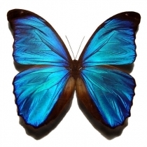 663px-blue_morpho_butterfly